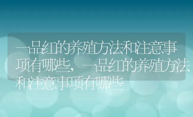 一品红的养殖方法和注意事项有哪些,一品红的养殖方法和注意事项有哪些 | 养殖科普