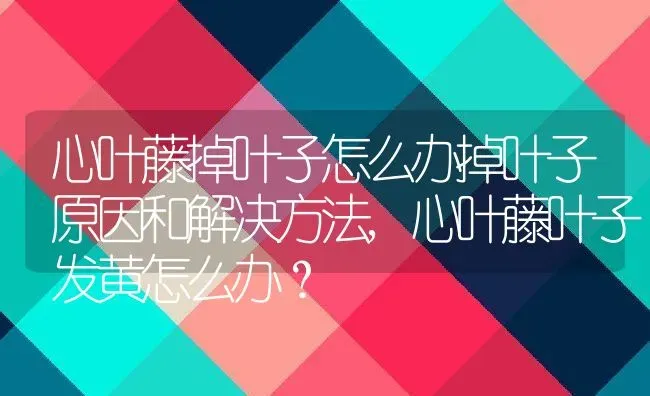 心叶藤掉叶子怎么办掉叶子原因和解决方法,心叶藤叶子发黄怎么办？ | 养殖科普