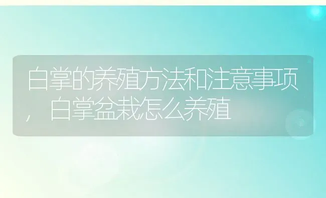 白掌的养殖方法和注意事项,白掌盆栽怎么养殖 | 养殖学堂