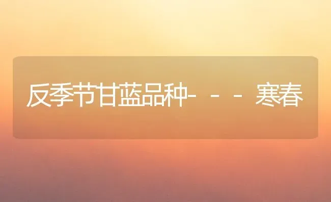 反季节甘蓝品种---寒春 | 养殖技术大全
