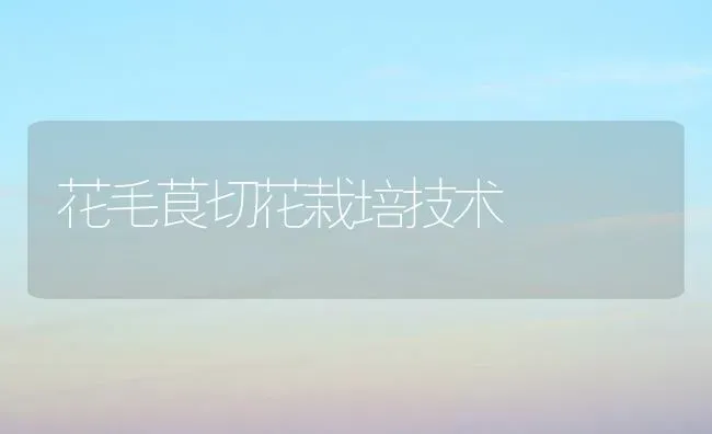 花毛茛切花栽培技术 | 养殖技术大全
