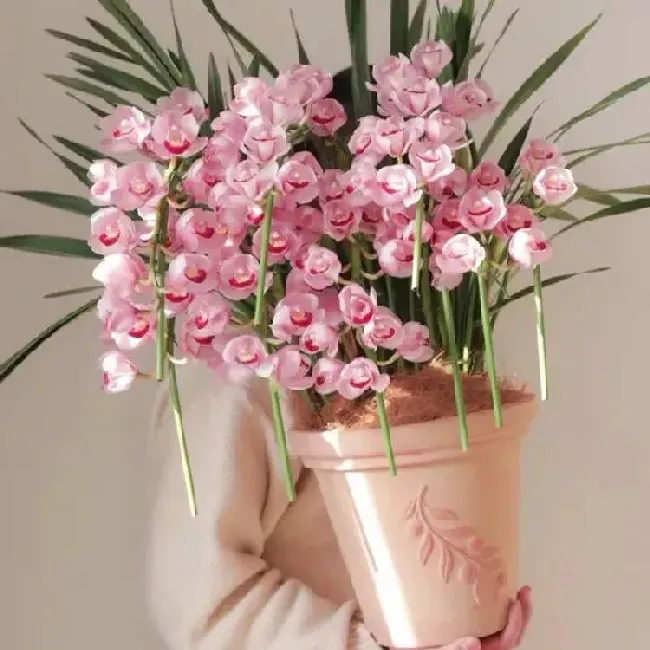 什么花放家里养最吉利,室内养什么花最好，可以旺财的花，或花树？