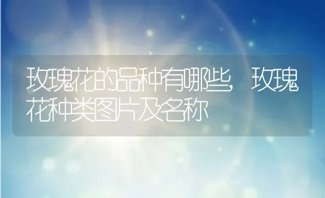 玫瑰花的品种有哪些,玫瑰花种类图片及名称 | 养殖学堂