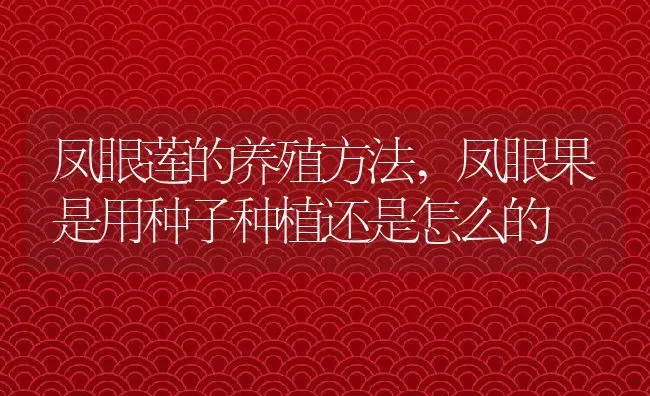 凤眼莲的养殖方法,凤眼果是用种子种植还是怎么的 | 养殖学堂