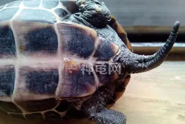 草龟喂食的正确方法,草龟怎么喂食？