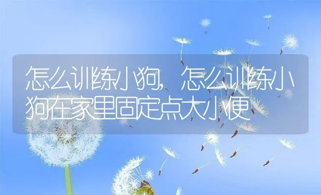 怎么训练小狗,怎么训练小狗在家里固定点大小便 | 养殖科普