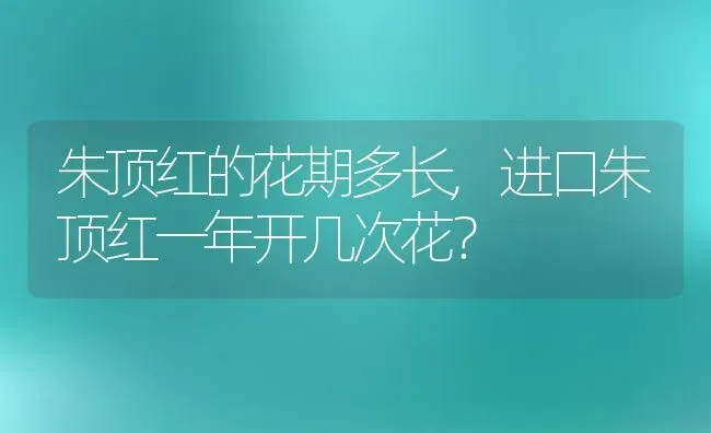 朱顶红的花期多长,进口朱顶红一年开几次花？ | 养殖学堂