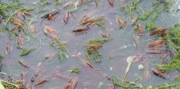 小龙虾白斑病的症状、传染原因及防治方法 | 妙招大全