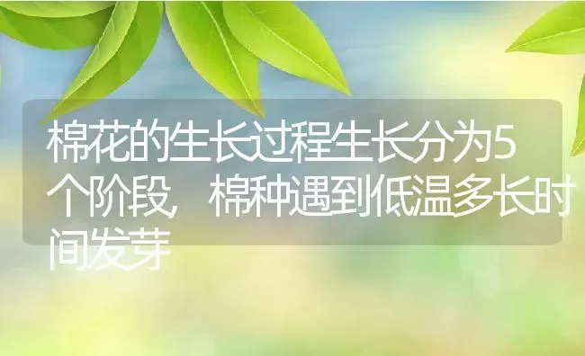 棉花的生长过程生长分为5个阶段,棉种遇到低温多长时间发芽 | 养殖学堂