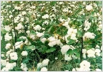 几种化学除草剂的棉田除草实验 | 妙招大全