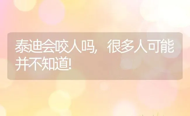 泰迪会咬人吗,很多人可能并不知道! | 养殖科普