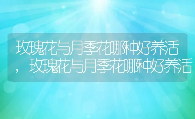 玫瑰花与月季花哪种好养活,玫瑰花与月季花哪种好养活 | 养殖科普