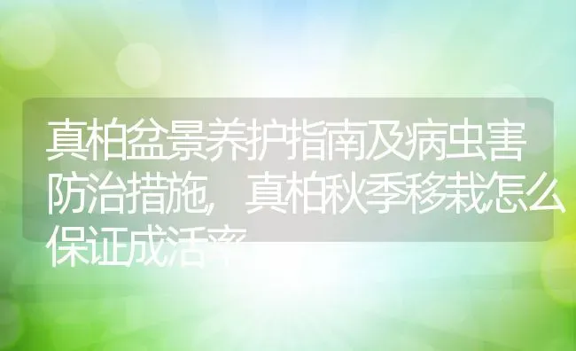 真柏盆景养护指南及病虫害防治措施,真柏秋季移栽怎么保证成活率 | 养殖学堂