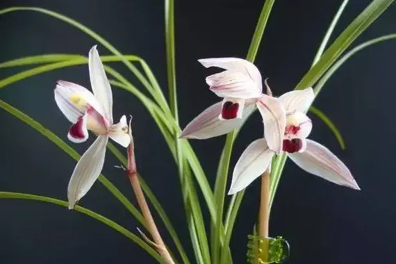 哪种兰花好看又好养,什么兰花比较好养？