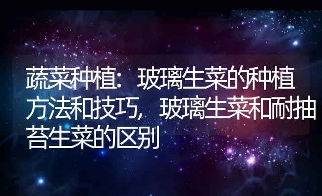 蔬菜种植:玻璃生菜的种植方法和技巧,玻璃生菜和耐抽苔生菜的区别 | 养殖学堂