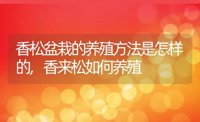 香松盆栽的养殖方法是怎样的,香来松如何养殖 | 养殖学堂