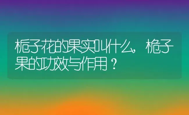 栀子花的果实叫什么,桅子果的功效与作用？ | 养殖科普