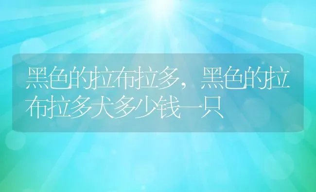 黑色的拉布拉多,黑色的拉布拉多犬多少钱一只 | 养殖资料