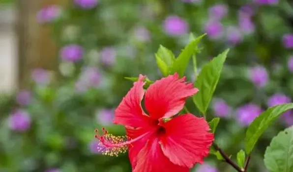 株瑾花怎么修剪 | 生活妙招