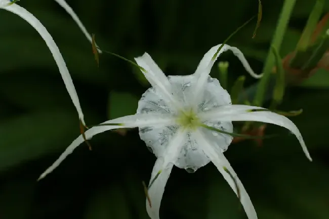 白色的花有哪些及花名图片,好听的花名和寓意？