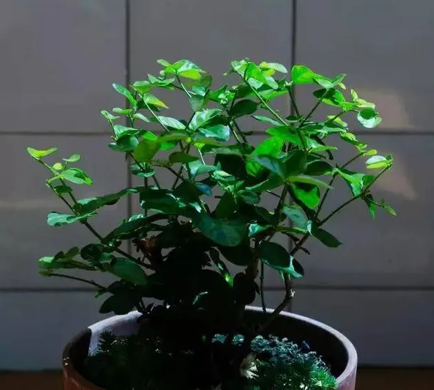 茉莉花怎么修剪枝条,茉莉怎么修剪？