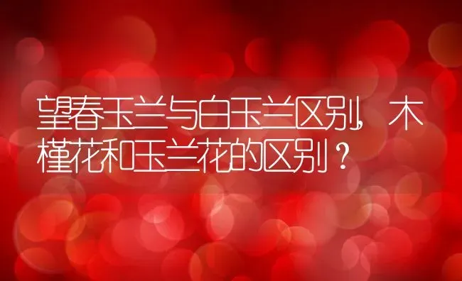 望春玉兰与白玉兰区别,木槿花和玉兰花的区别？ | 养殖科普