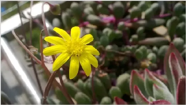 黄花新月怎么繁殖 | 农广天地