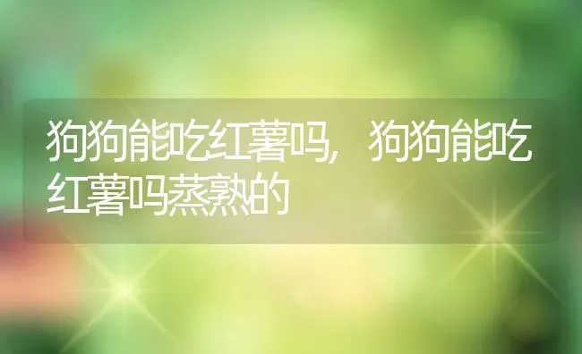 狗狗能吃红薯吗,狗狗能吃红薯吗蒸熟的 | 养殖科普