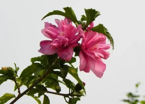 木槿花的养殖方法和注意事项有哪些,木槿花的养殖方法和注意事项？