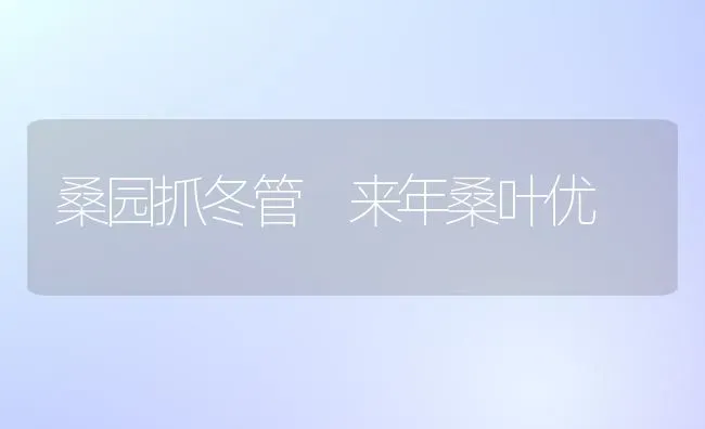 桑园抓冬管 来年桑叶优 | 养殖知识