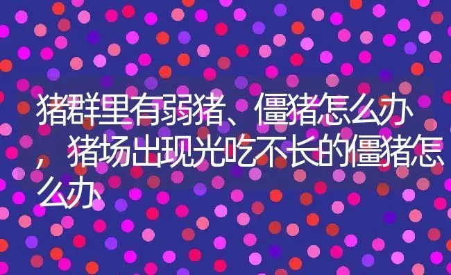 猪群里有弱猪、僵猪怎么办,猪场出现光吃不长的僵猪怎么办 | 养殖学堂