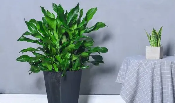 螺纹铁开花有毒吗 | 实用知识