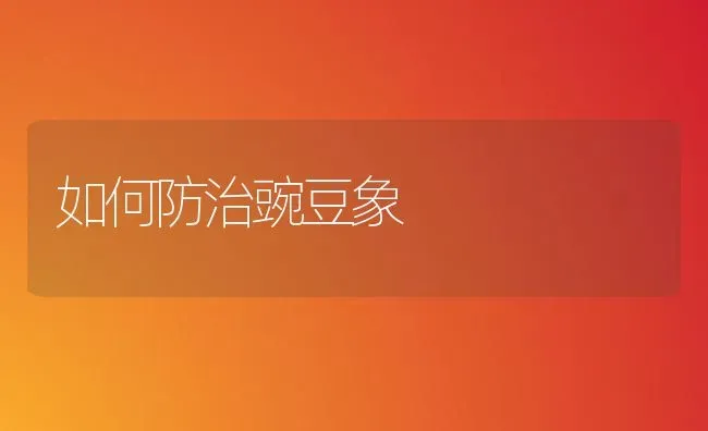如何防治豌豆象 | 养殖技术大全