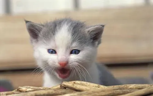 猫感冒一般几天自愈,猫咪感冒了怎么办？