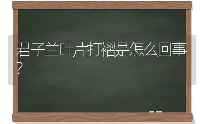 君子兰叶片打褶是怎么回事? | 养殖知识