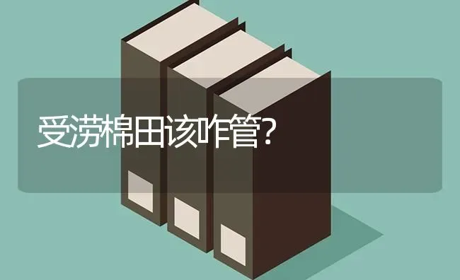 受涝棉田该咋管? | 养殖技术大全