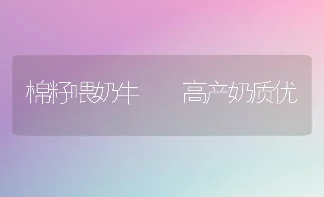 棉籽喂奶牛  高产奶质优 | 养殖技术大全