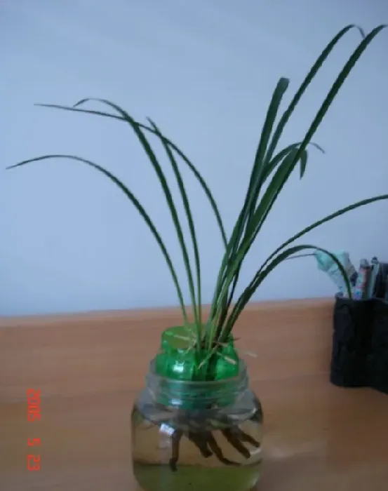 兰花可以水培吗,剪下兰花水培后如何种入土？