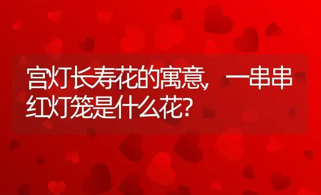 宫灯长寿花的寓意,一串串红灯笼是什么花？ | 养殖科普