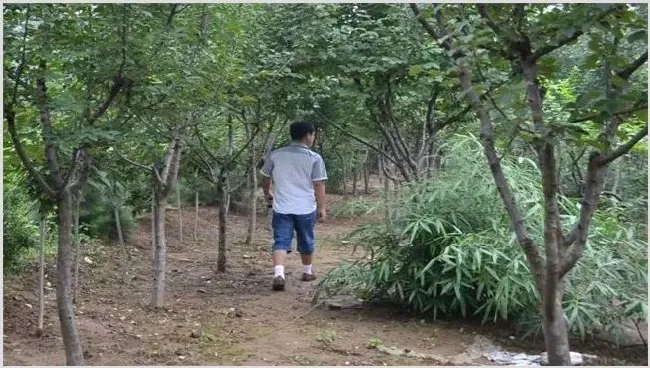 木瓜树冬季怎样管理 | 常识大全