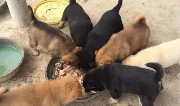 肉狗养殖需要多少钱 | 生活妙招