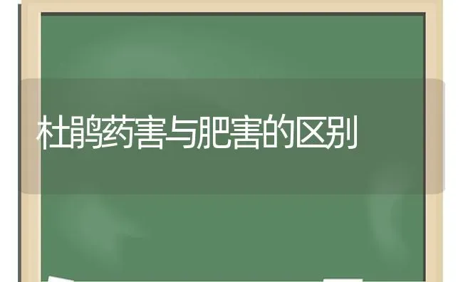 杜鹃药害与肥害的区别 | 养殖技术大全