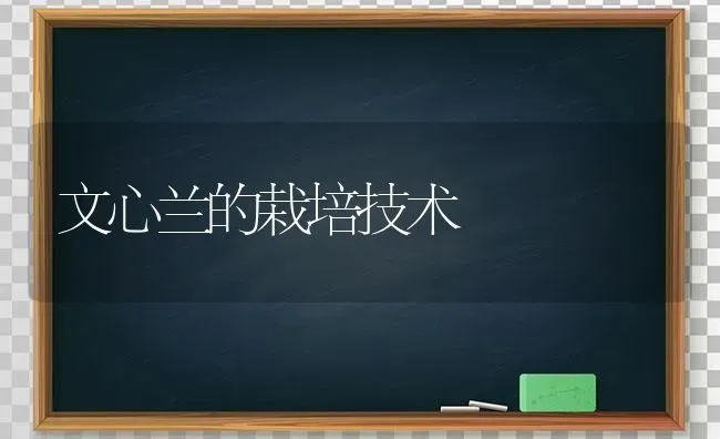 文心兰的栽培技术 | 养殖技术大全