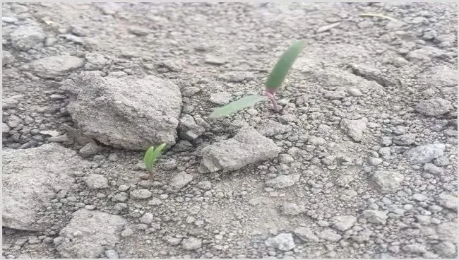 藜麦的繁殖方法 | 生活妙招