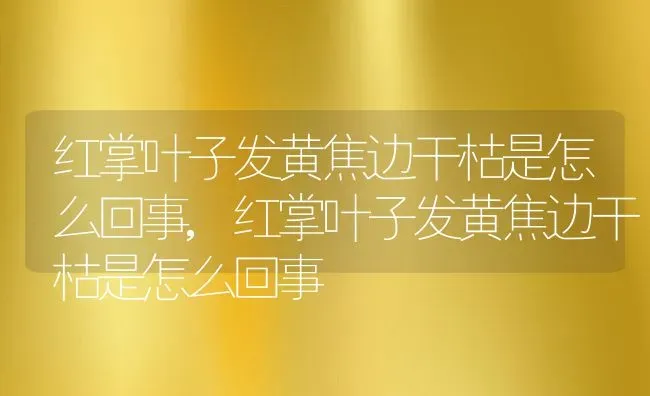 红掌叶子发黄焦边干枯是怎么回事,红掌叶子发黄焦边干枯是怎么回事 | 养殖科普