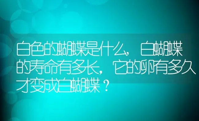 白色的蝴蝶是什么,白蝴蝶的寿命有多长，它的卵有多久才变成白蝴蝶？ | 养殖科普