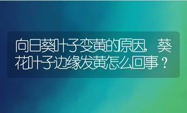 向日葵叶子变黄的原因,葵花叶子边缘发黄怎么回事？ | 养殖科普