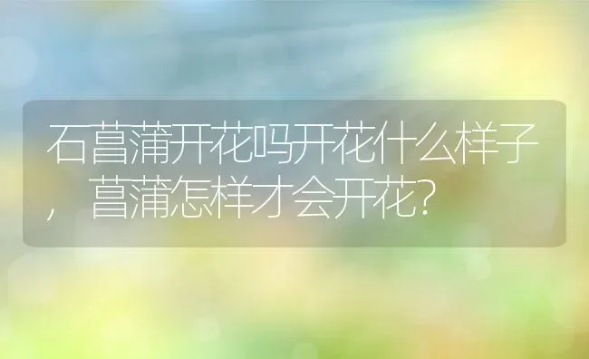 石菖蒲开花吗开花什么样子,菖蒲怎样才会开花？ | 养殖科普