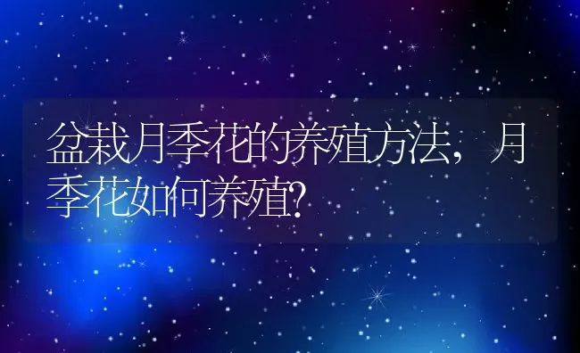 盆栽月季花的养殖方法,月季花如何养殖？ | 养殖科普