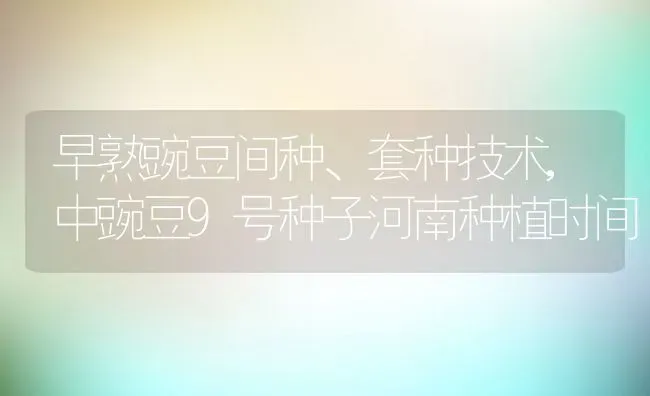 早熟豌豆间种、套种技术,中豌豆9号种子河南种植时间 | 养殖学堂